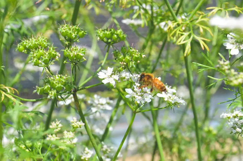 Moroccan (Cilantro for Seeds)