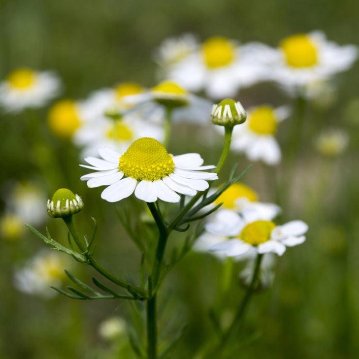 German Chamomile (Matricaria recutita)