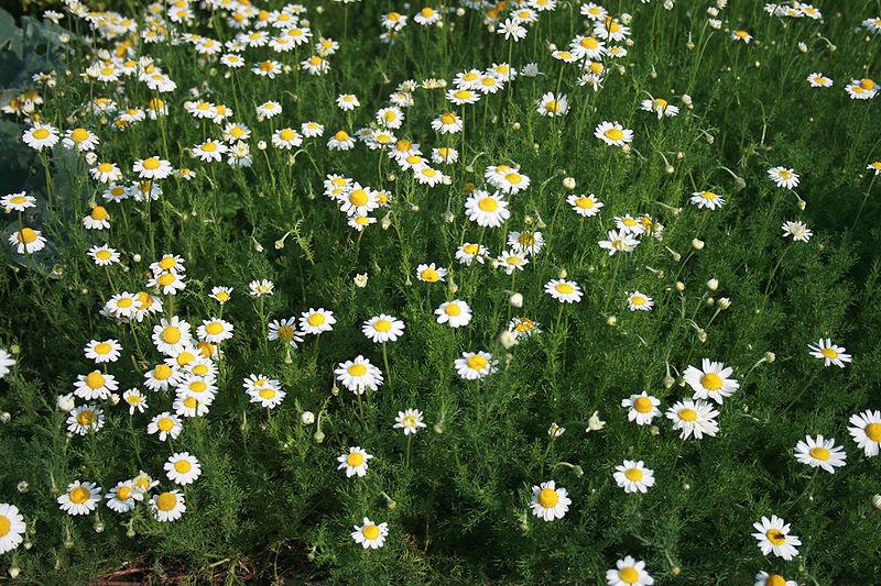 Roman Chamomile (Anthemis nobilis)