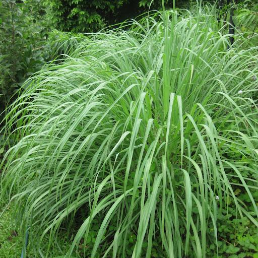 West Indian Lemongrass