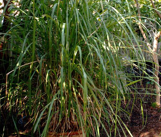 East Indian Lemongrass