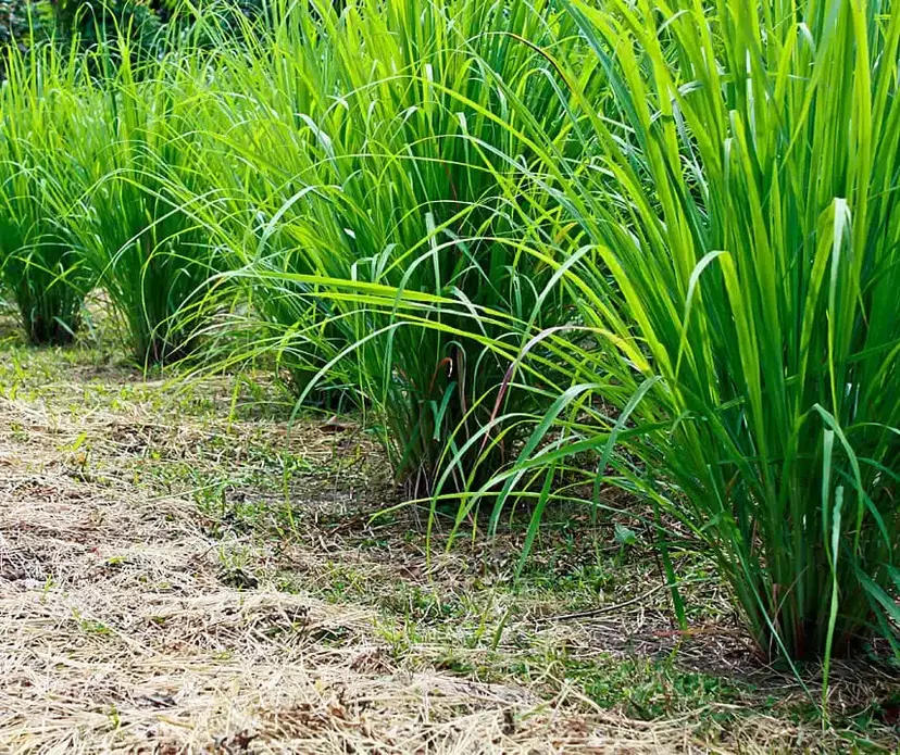 Dwarf Lemongrass