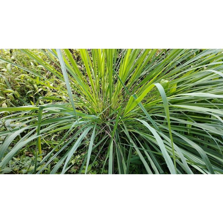 Citronella Grass