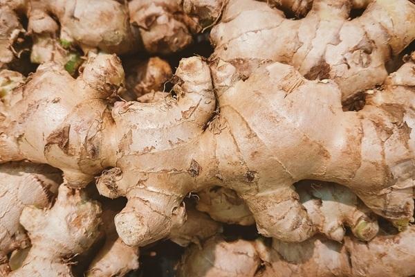 Culinary Ginger (Zingiber officinale)