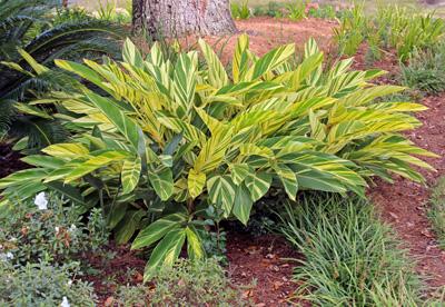Variegated Shell Ginger (Alpinia zerumbet 'Variegata')