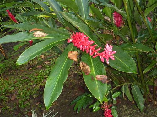 Red Ginger (Alpinia purpurata)