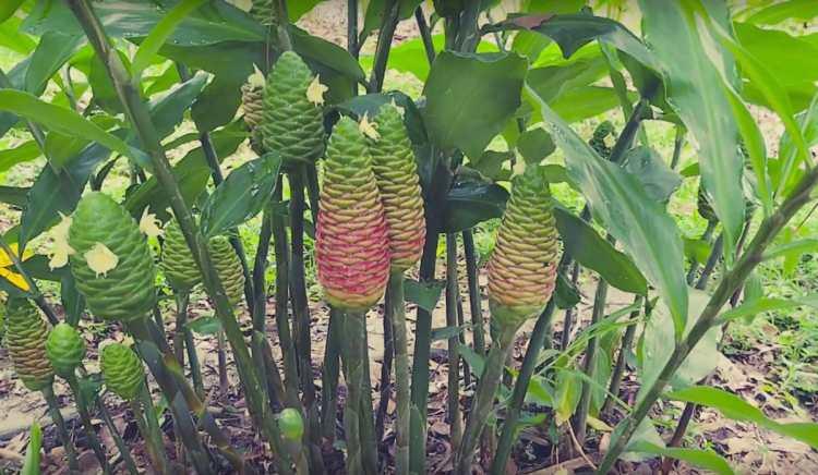 Shampoo Ginger (Zingiber zerumbet)