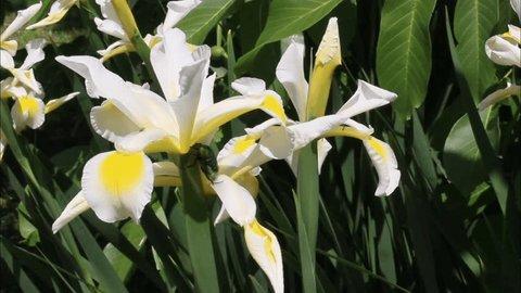 White Ginger (Hedychium coronarium)