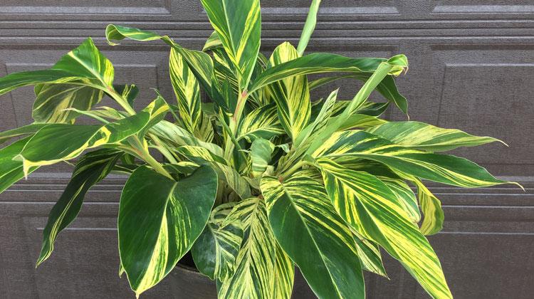 Variegated Dwarf Shell Ginger (Alpinia zerumbet 'Variegata Dwarf')