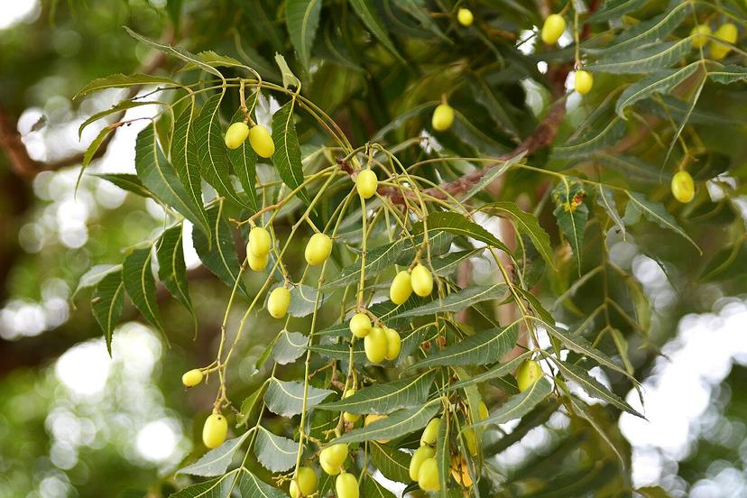 Standard Neem (Azadirachta indica)