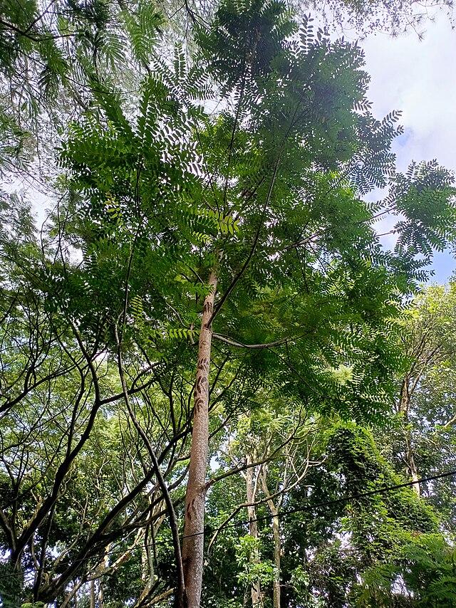 Malaysian Neem (Azadirachta excelsa)