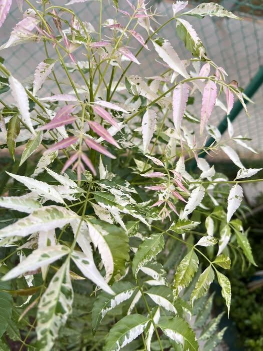 Variegated Neem (rare cultivar)
