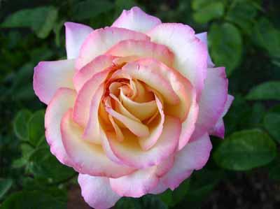 Hybrid Tea Roses