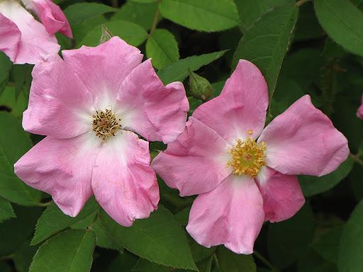 Rugosa Roses (Rosa rugosa)