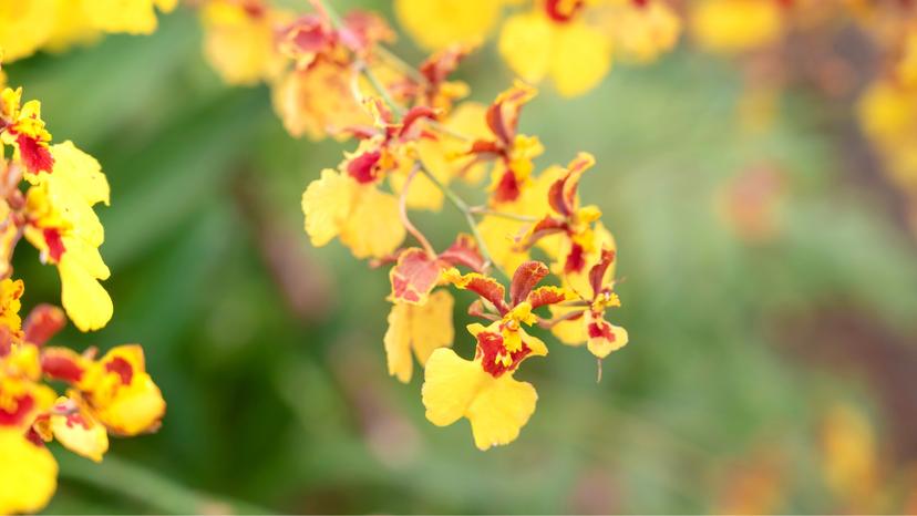 Oncidium