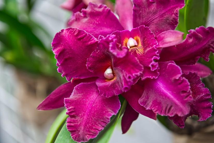 Cattleya