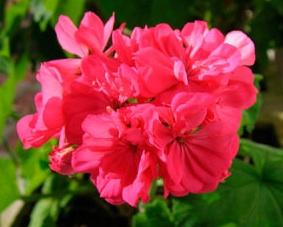 Zonal Geranium