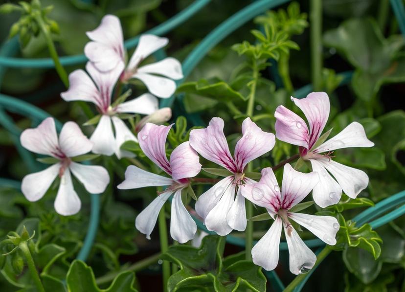 Ivy Geranium