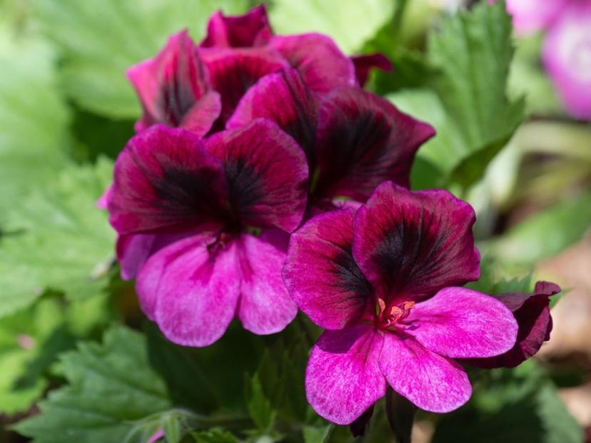 Regal Geranium