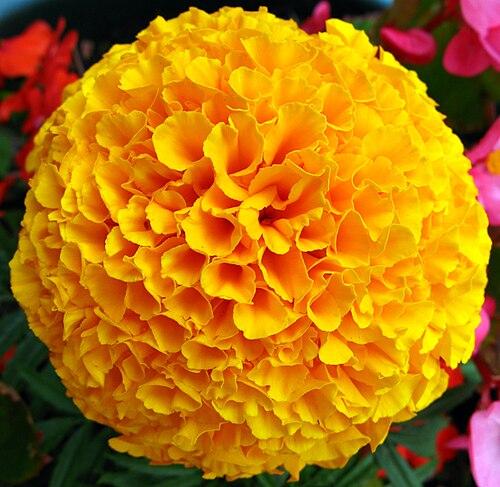 French Marigold