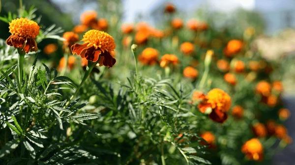 African Marigold