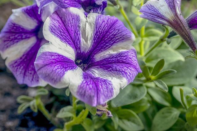 Multiflora Petunia