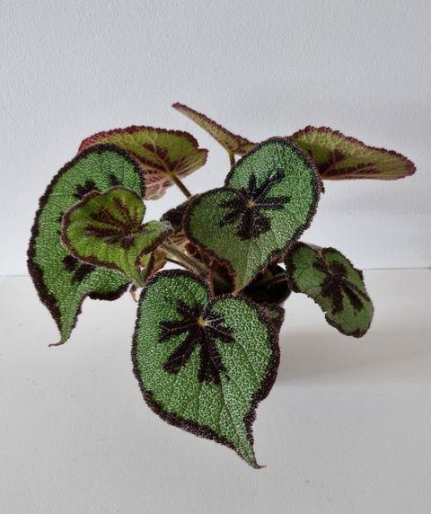 Begonia masoniana
