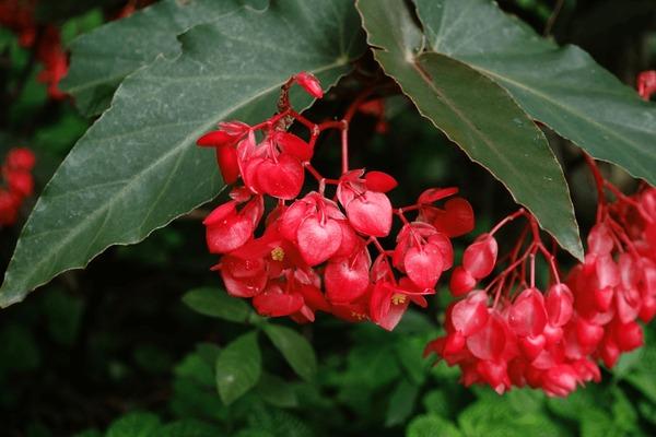 Begonia coccinea