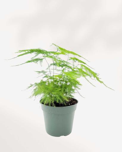 Plumosa Fern