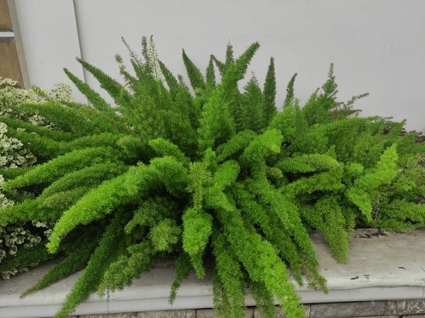 Foxtail Fern