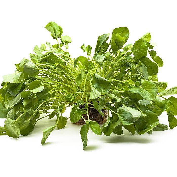 Upland Cress