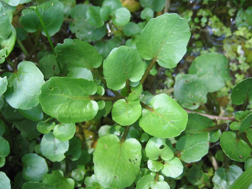 Broadleaf Watercress