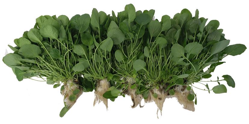 Green Watercress